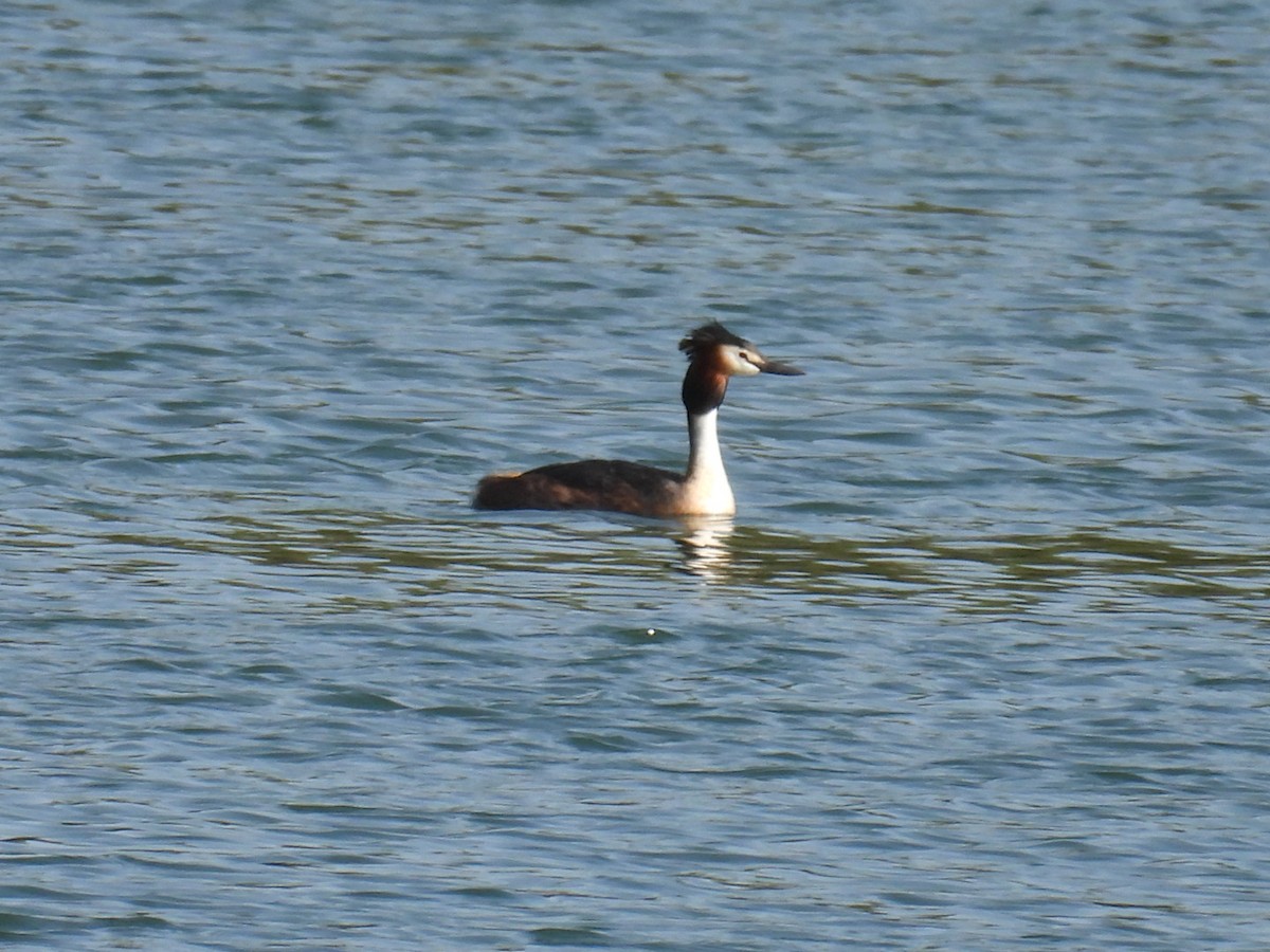 Great Crested Grebe - ML617601607