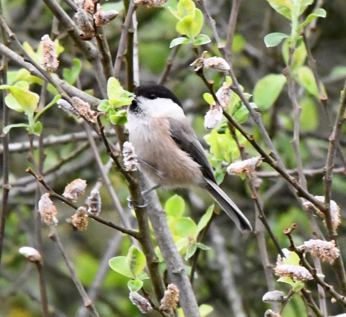 Carbonero Montano (grupo montanus) - ML617601615