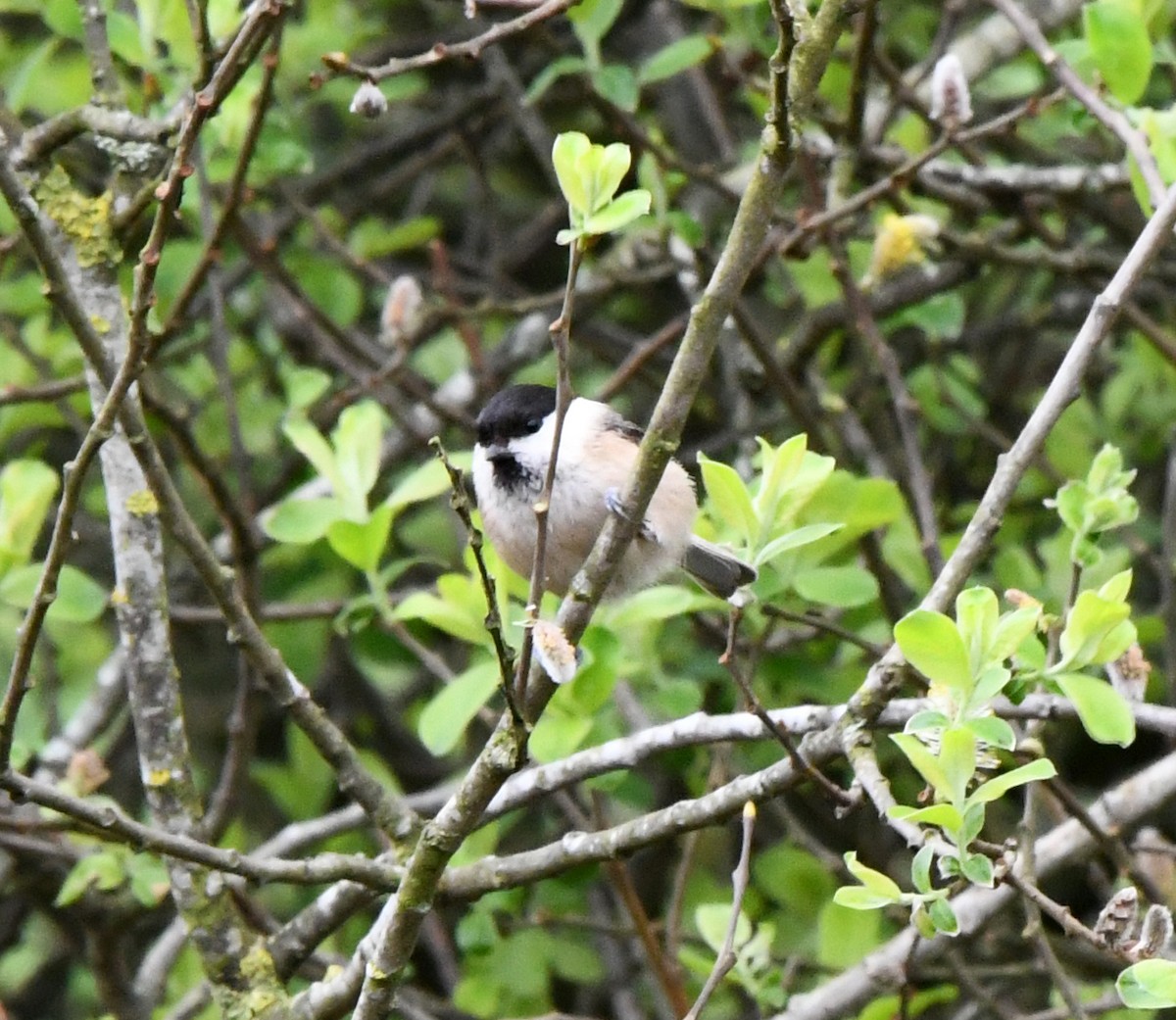 Willow Tit (Willow) - A Emmerson