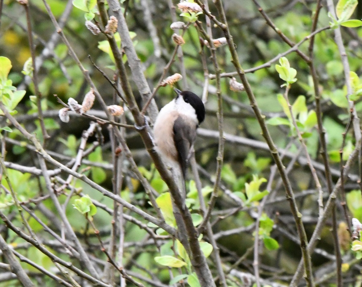 Willow Tit (Willow) - ML617601620