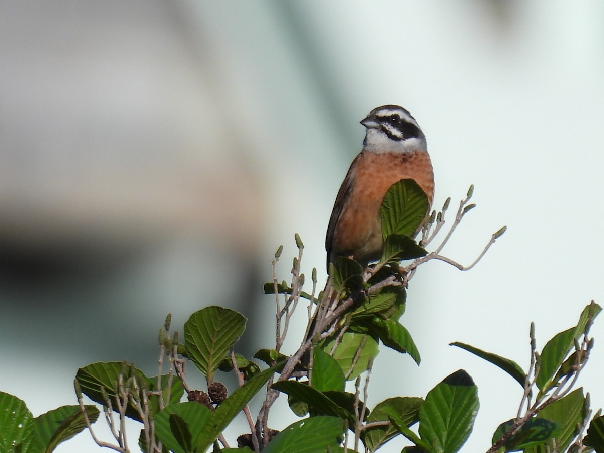 Meadow Bunting - ML617601631