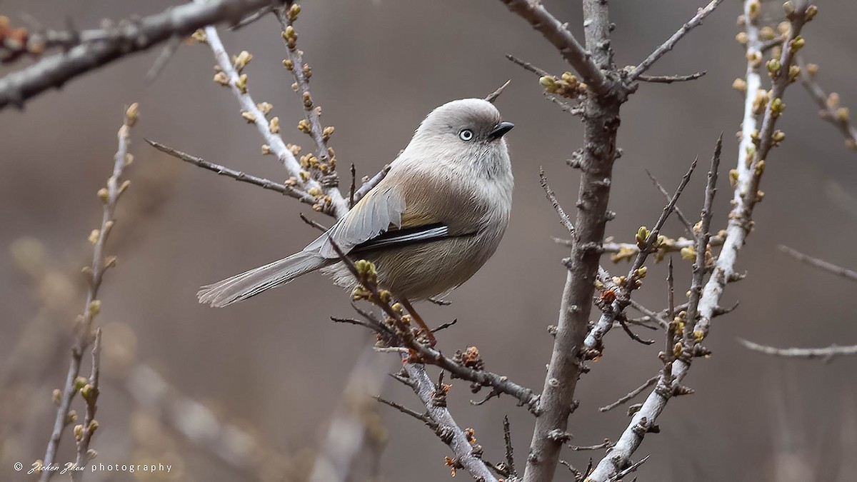 Gray-hooded Fulvetta - ML617601679