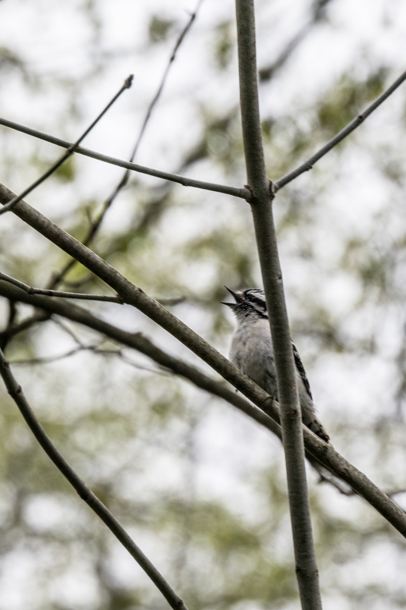 Downy Woodpecker - ML617601735