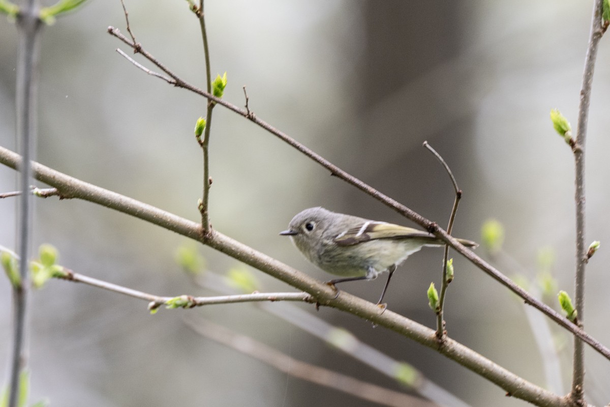 Ruby-crowned Kinglet - ML617601738