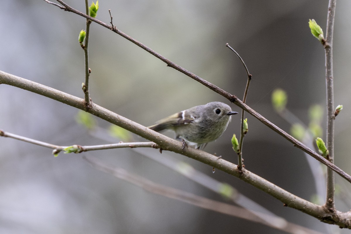 Ruby-crowned Kinglet - ML617601739