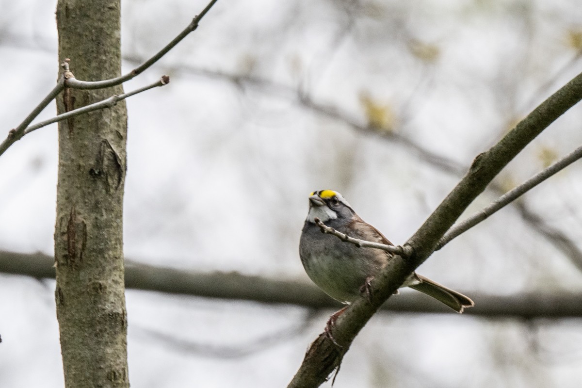 White-throated Sparrow - Michael Barath