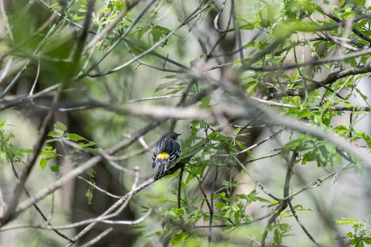 Yellow-rumped Warbler - Michael Barath