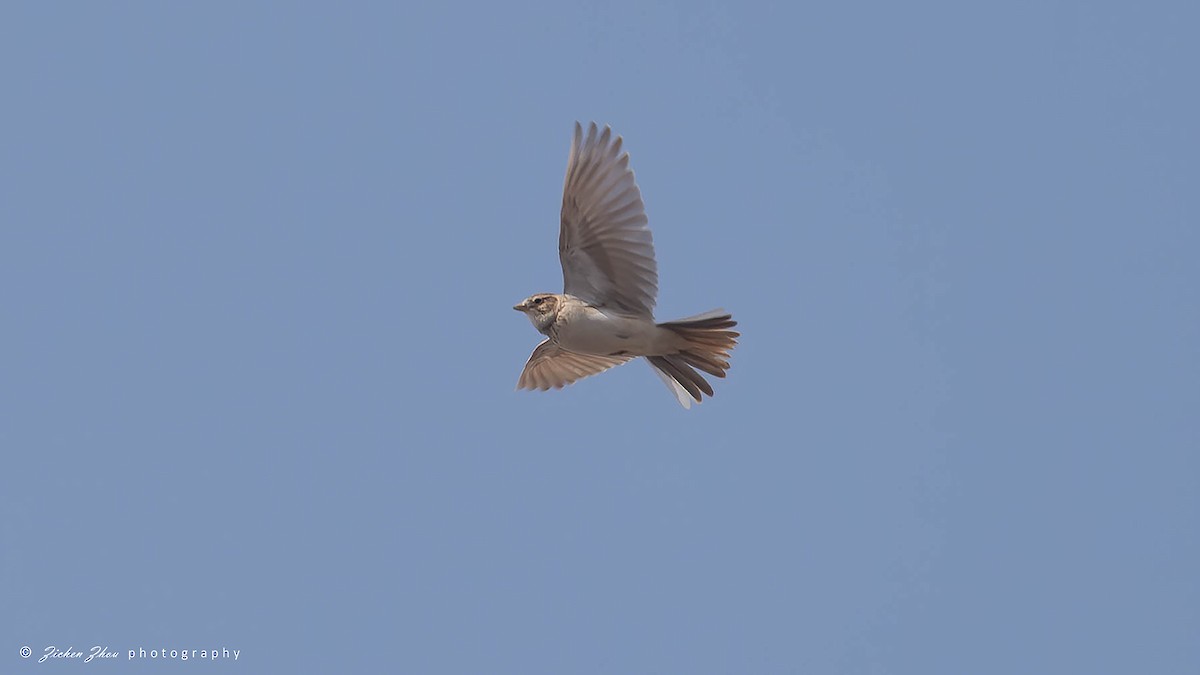 Asian Short-toed Lark - ML617601763