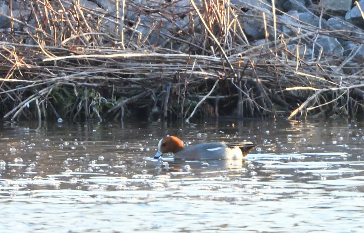 Eurasian Wigeon - ML617601804