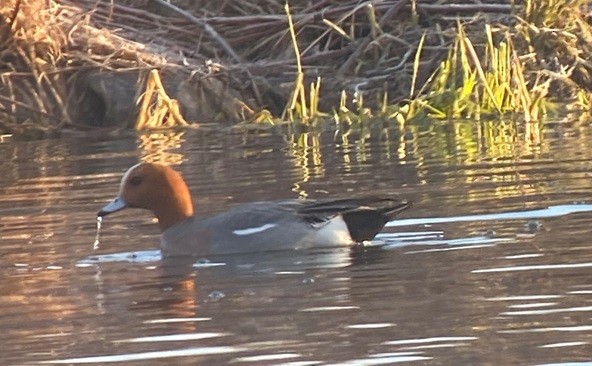 Eurasian Wigeon - ML617601806