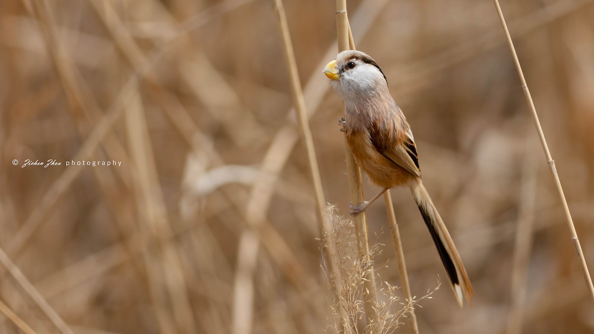 Reed Parrotbill - ML617601812