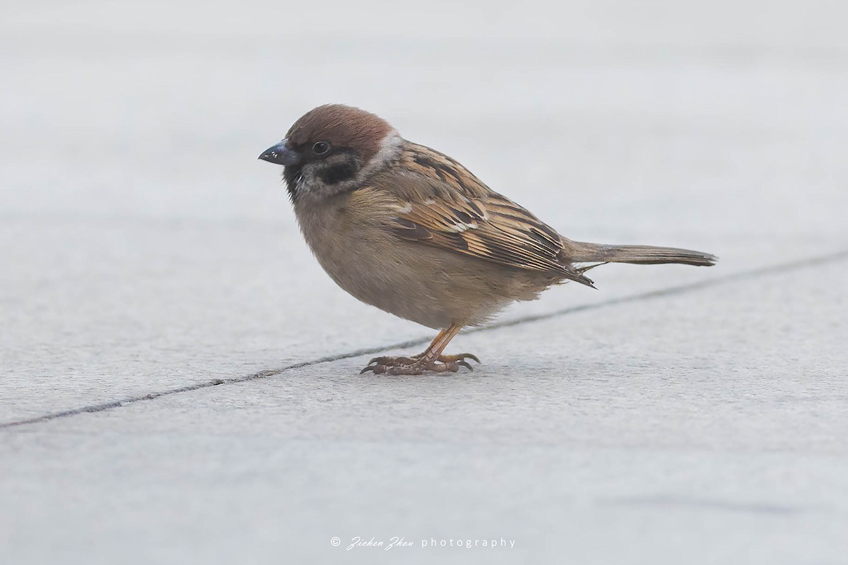Eurasian Tree Sparrow - ML617601969