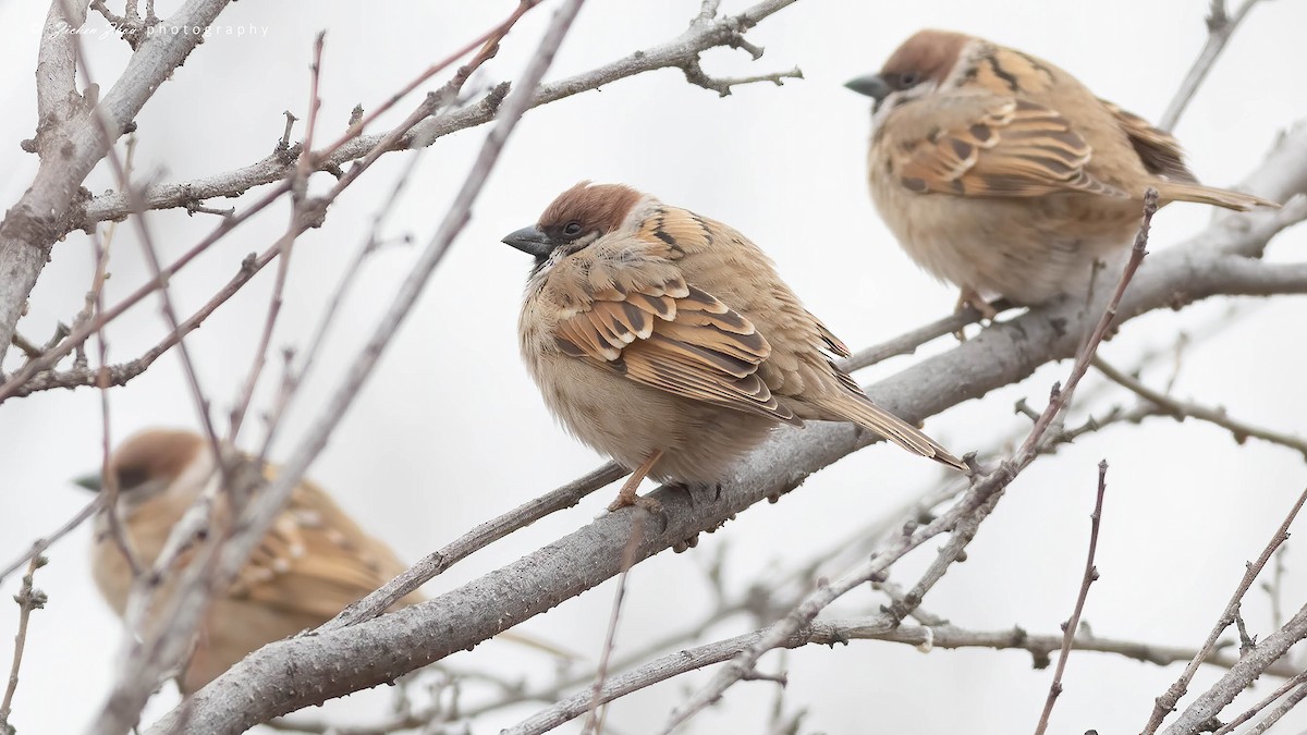 Eurasian Tree Sparrow - ML617601970