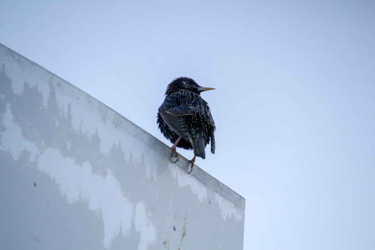 Хар тодол - ML617601999