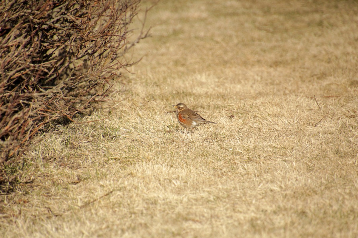 Цагаан хөмсөгт хөөндэй - ML617602003
