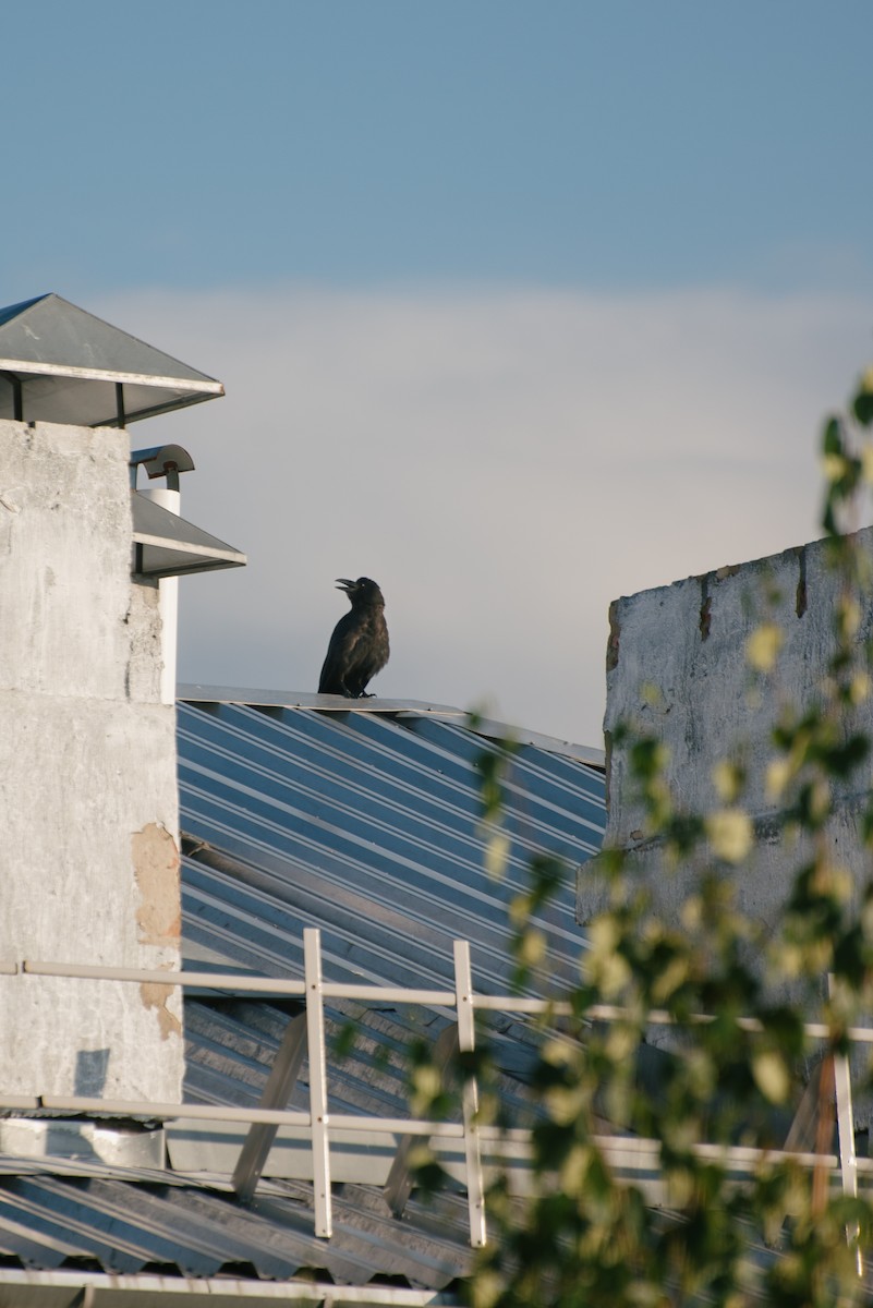 Carrion Crow - ML617602188