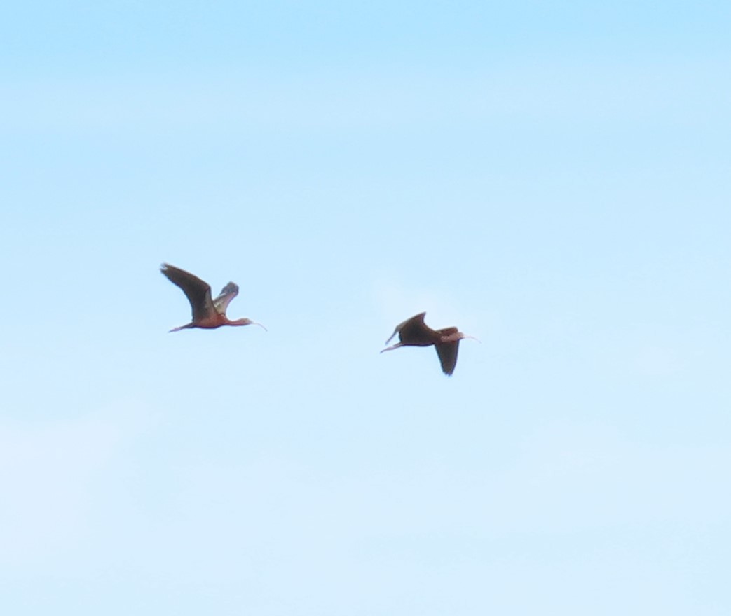 Glossy Ibis - ML617602200