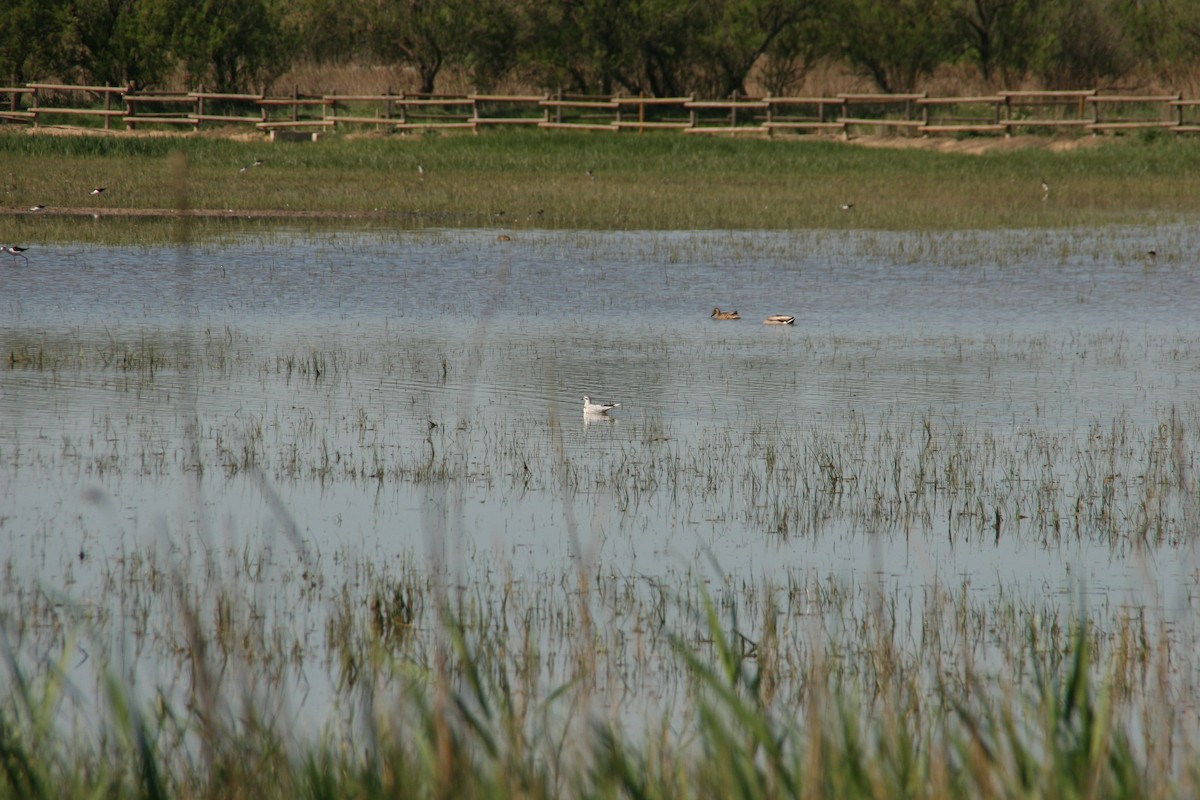 racek malý - ML617602222