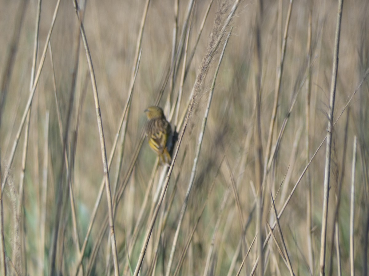 Black-headed Weaver - ML617602238