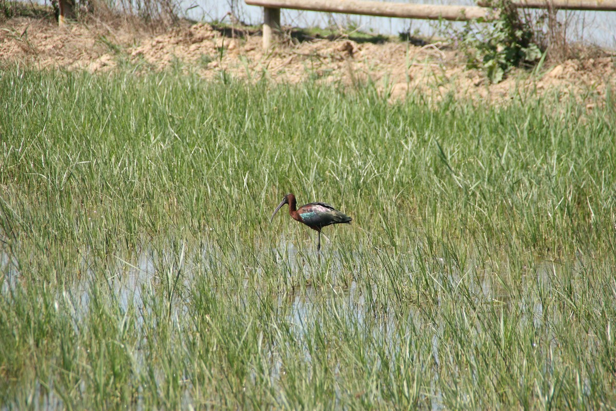 ibis hnědý - ML617602249
