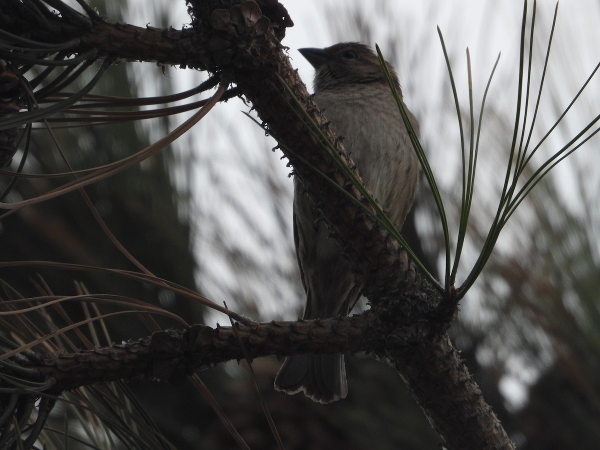 House Sparrow - ML617602254