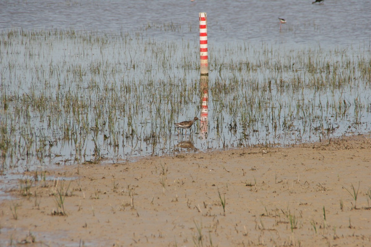 jespák bojovný - ML617602267