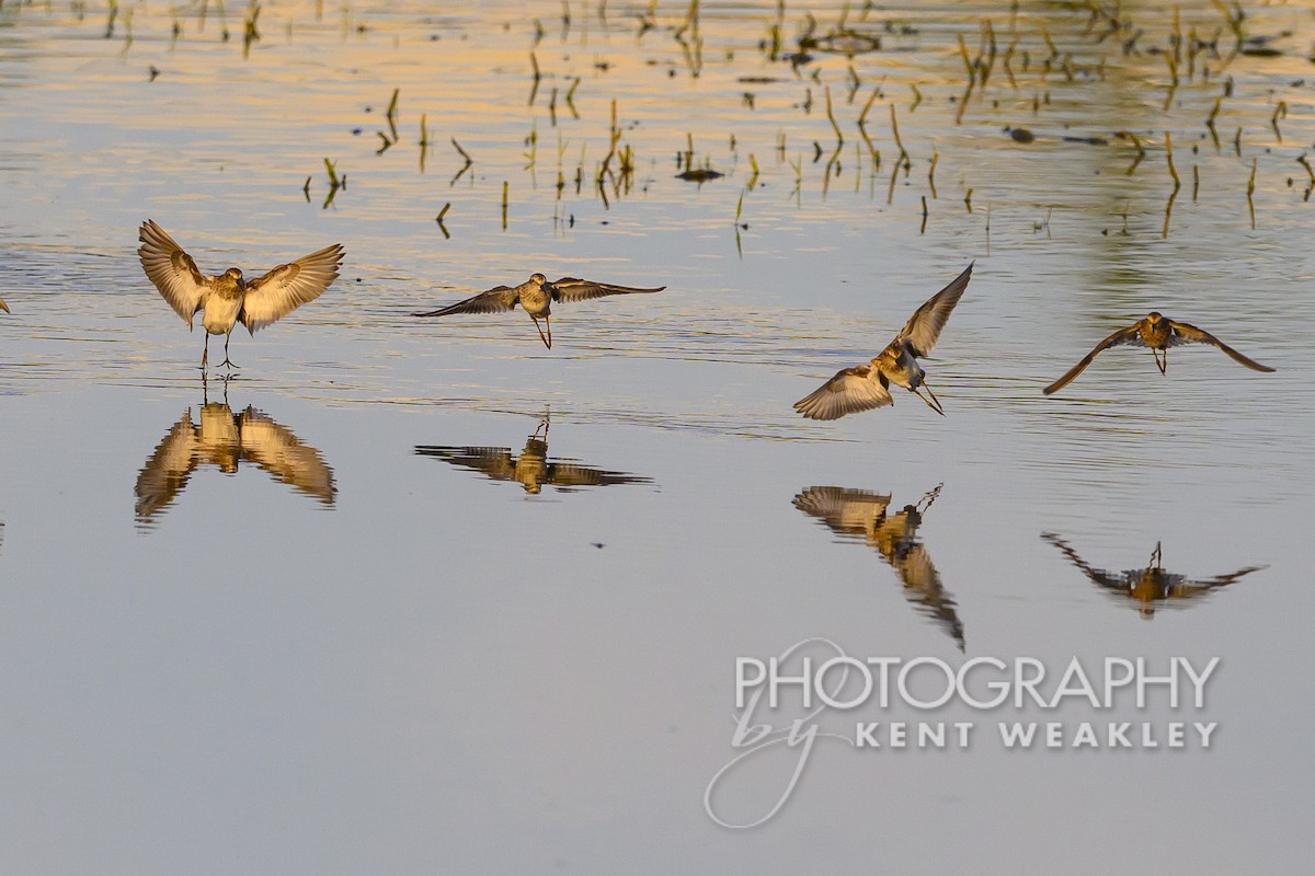 Least Sandpiper - ML617602270