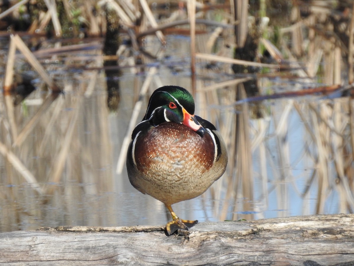 Wood Duck - Betsy MacMillan