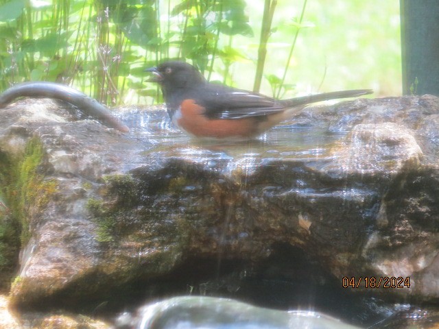 Eastern Towhee - ML617602283