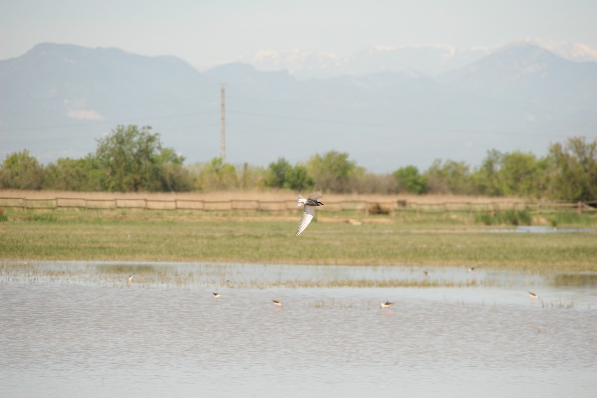 rybák bahenní - ML617602289