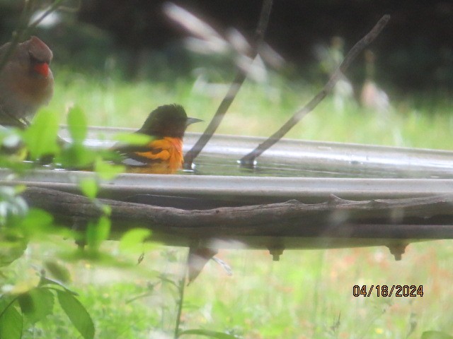 Baltimore Oriole - ML617602292