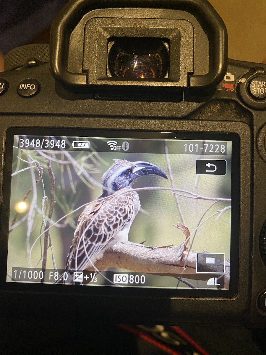 African Gray Hornbill - ML617602294