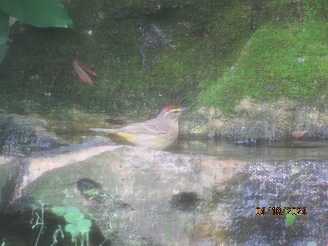 Palm Warbler - ML617602295