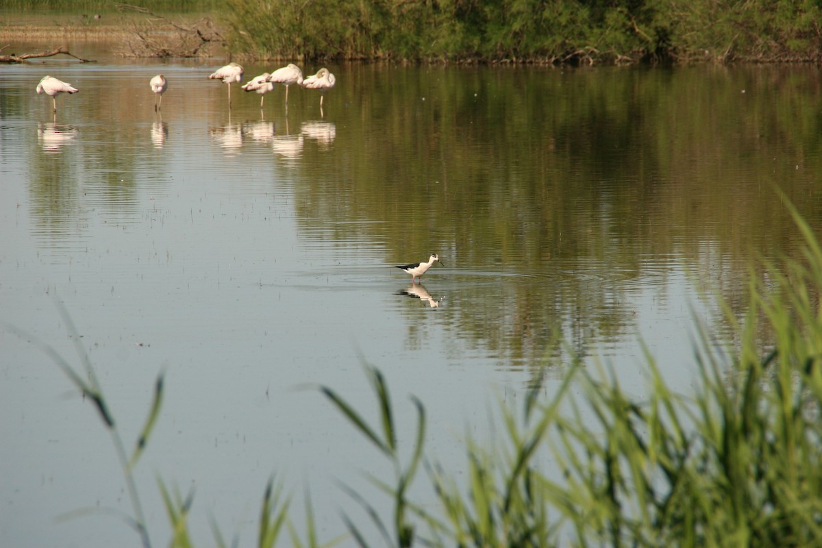 pisila čáponohá - ML617602333