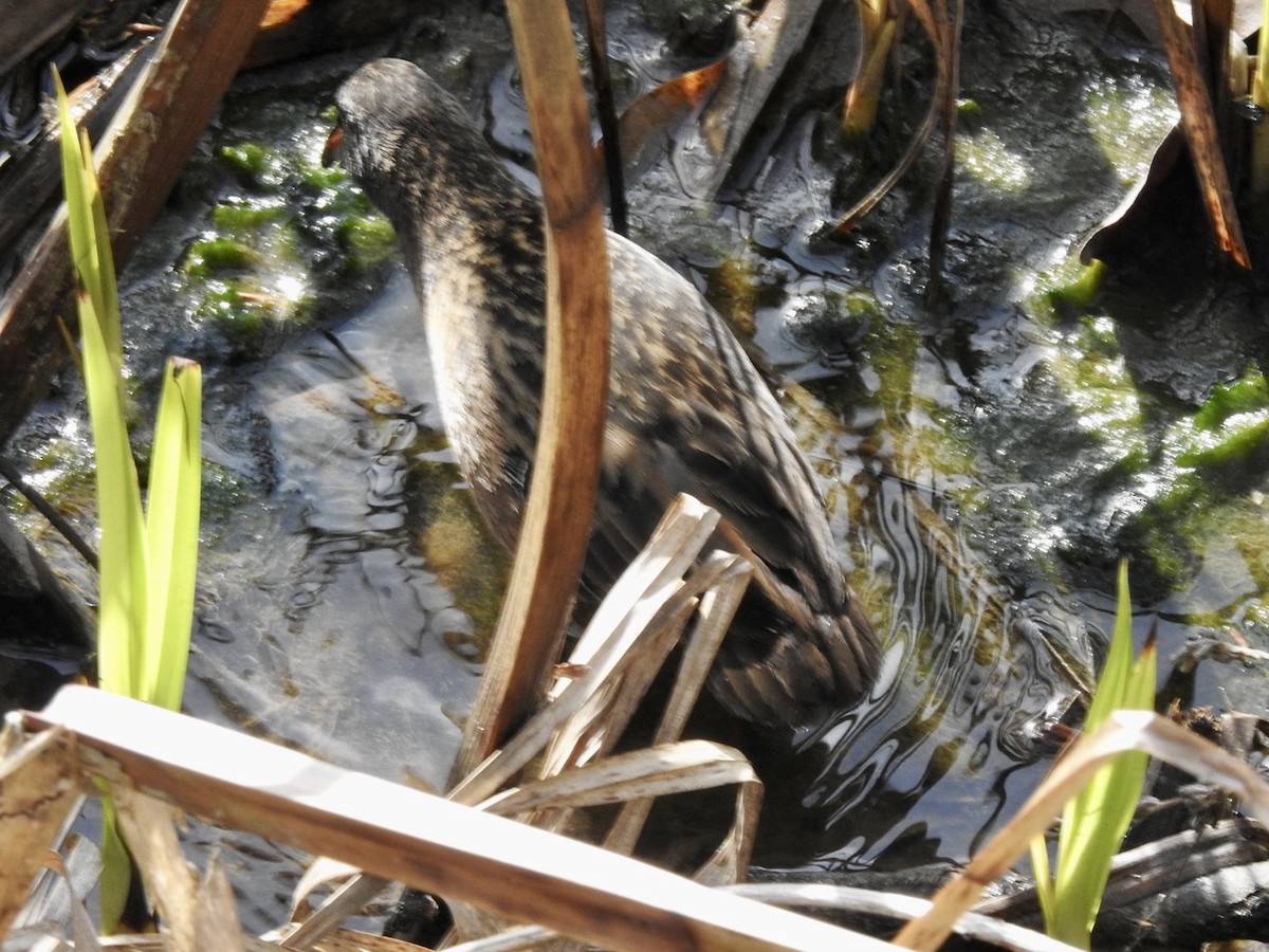 Virginia Rail - ML617602337