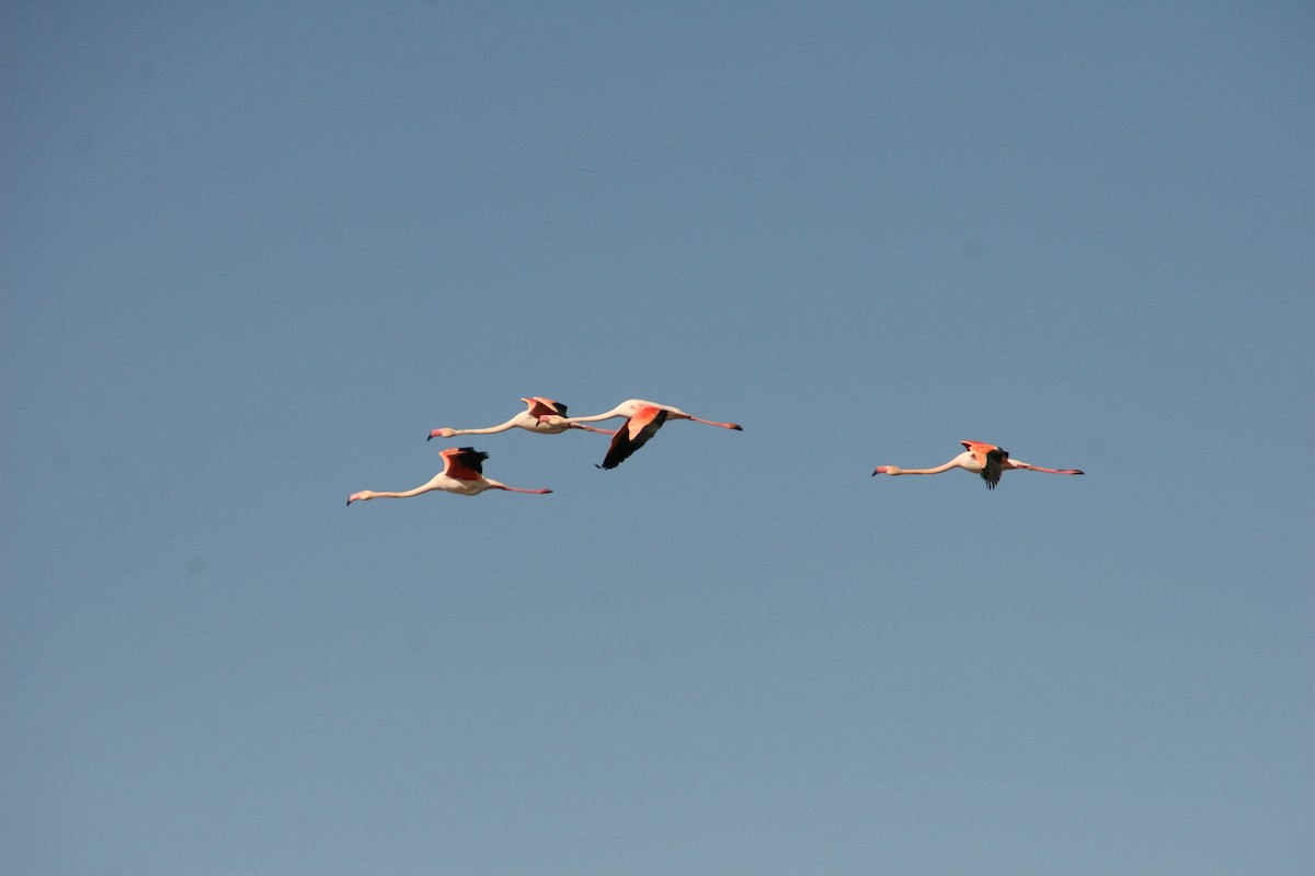 plameňák růžový - ML617602346