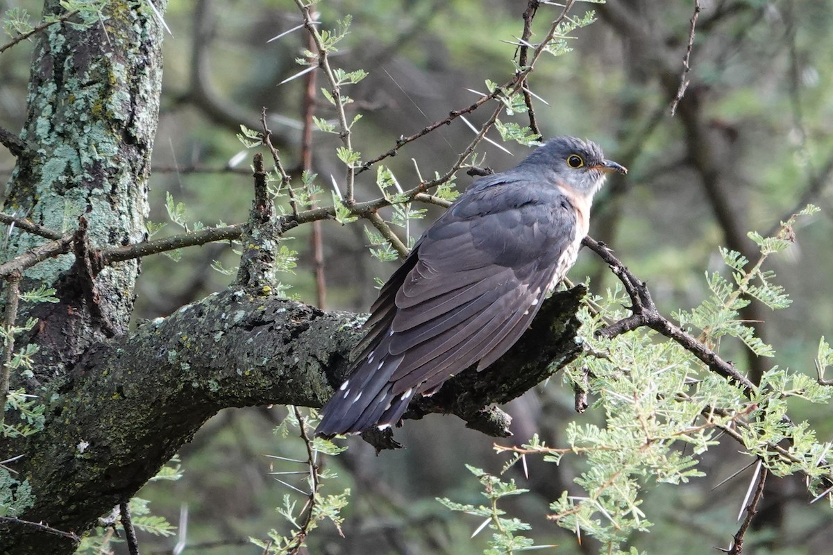 Common Cuckoo - ML617602531