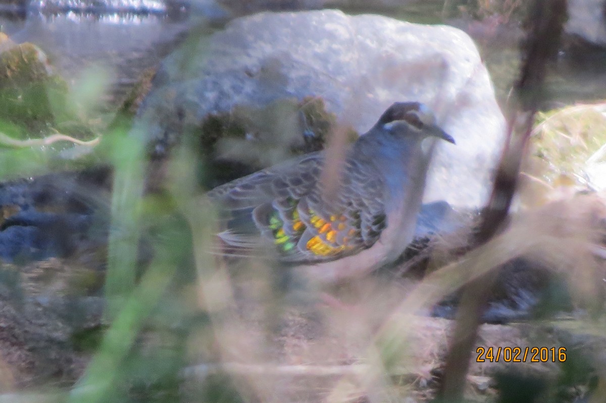 holub bronzovokřídlý - ML617602559