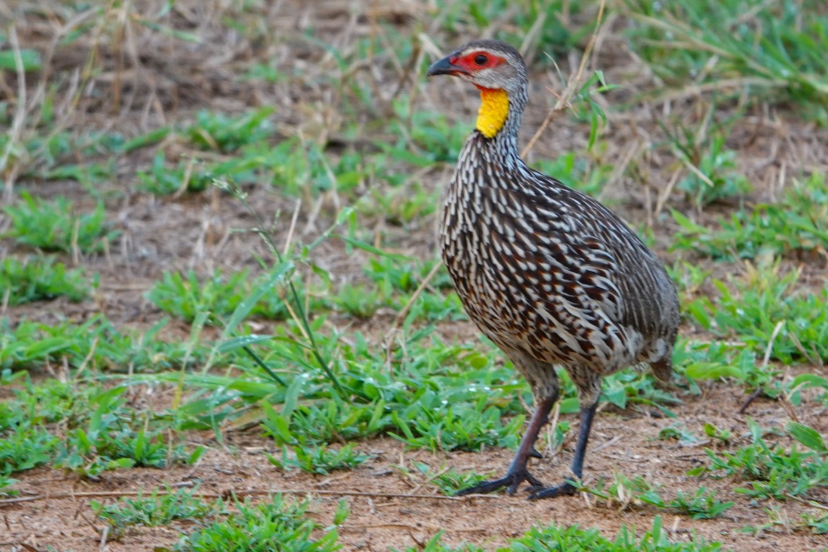 Yellow-necked Spurfowl - ML617602579