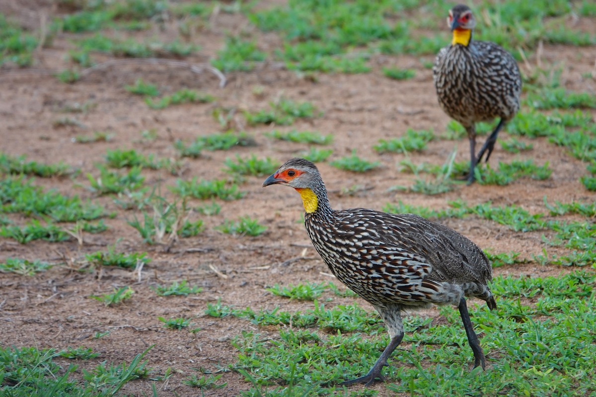 Yellow-necked Spurfowl - ML617602584