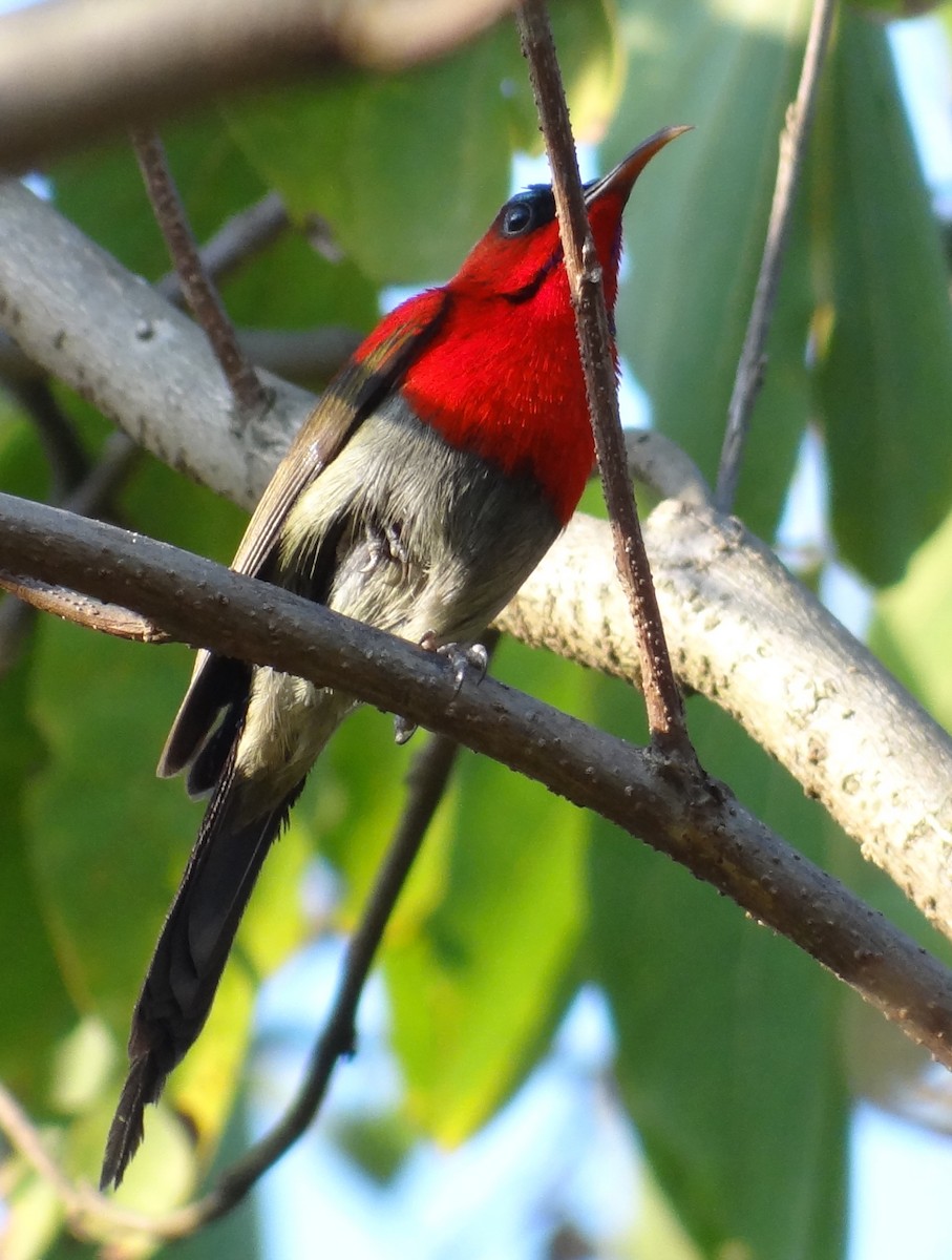 Crimson Sunbird - Dipankar Dev