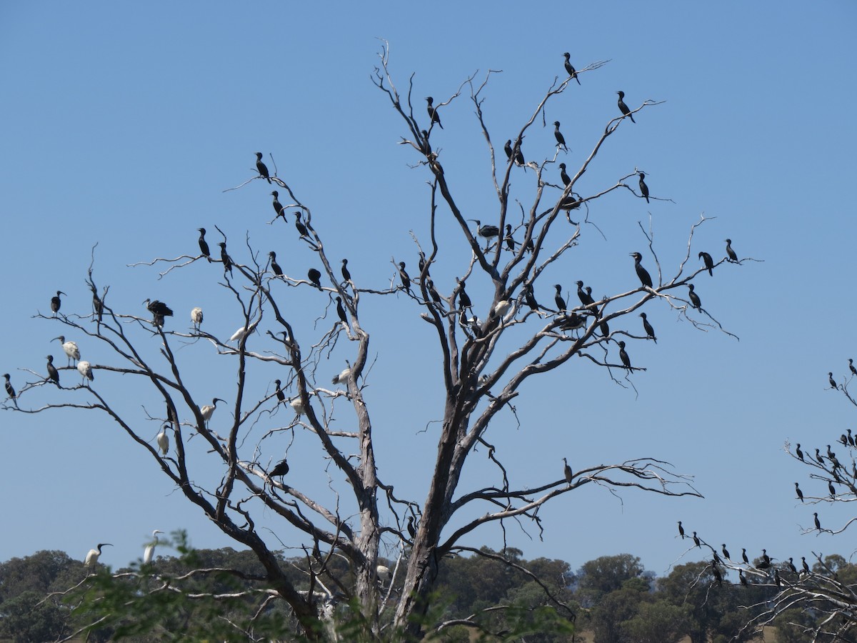 Cormorán Totinegro - ML617602617