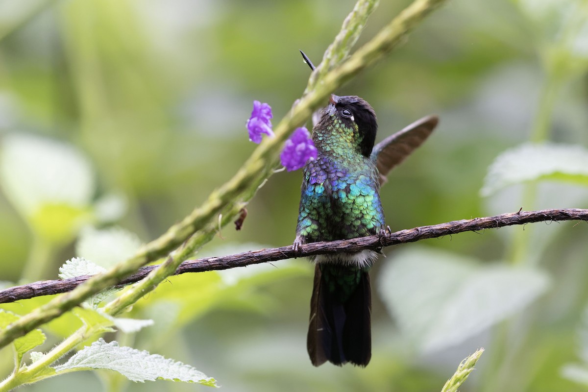 Fiery-throated Hummingbird - ML617602622