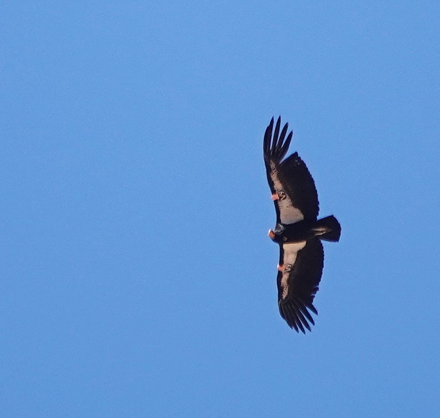 Condor de Californie - ML617602628