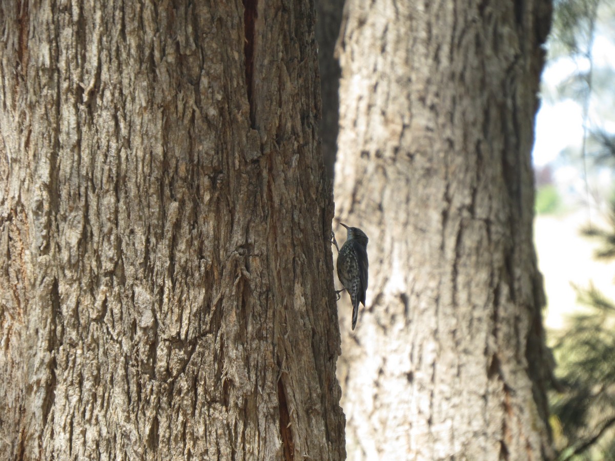 White-throated Treecreeper - ML617602649