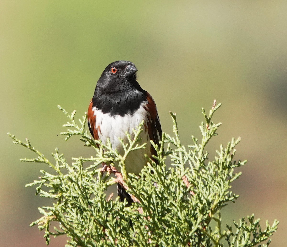 Spotted Towhee - ML617602668