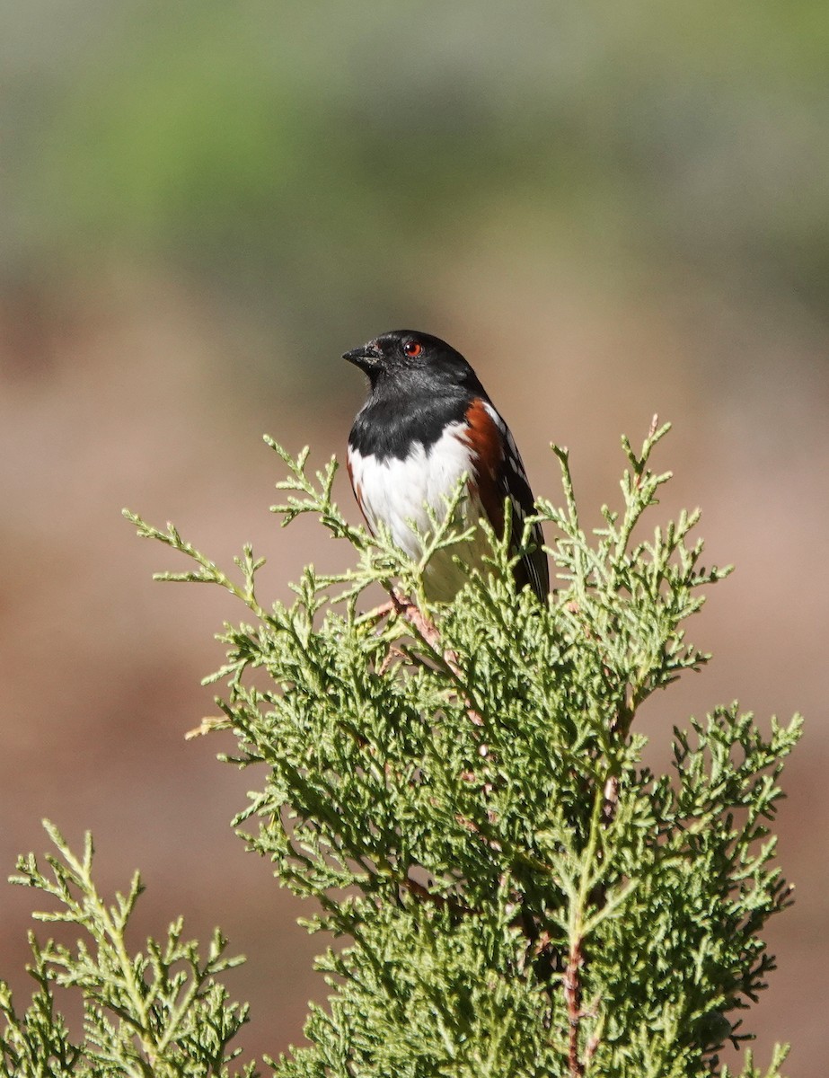 Spotted Towhee - ML617602672