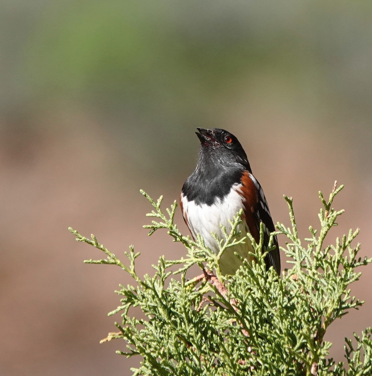 Spotted Towhee - ML617602676