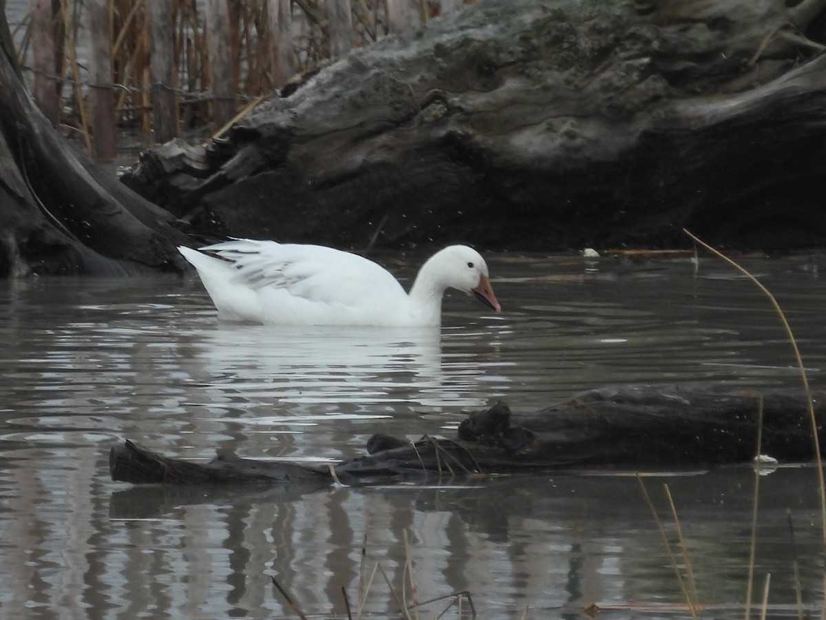 Snow Goose - Allison Zhang