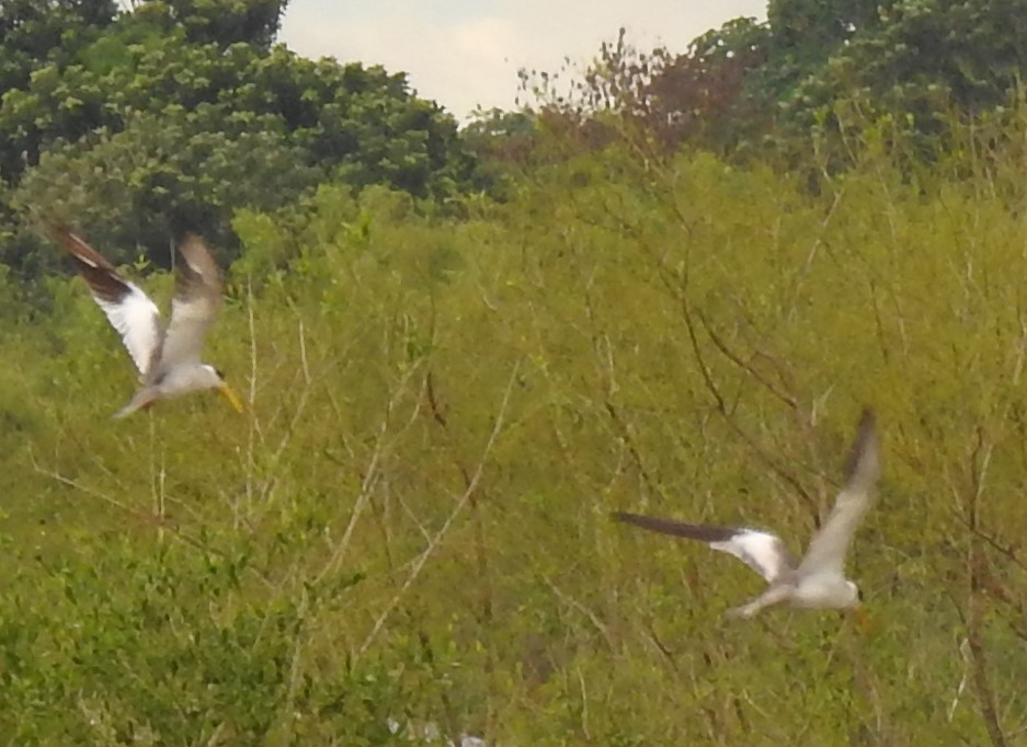 Large-billed Tern - ML617602704